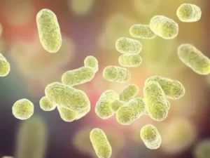 Microbiota